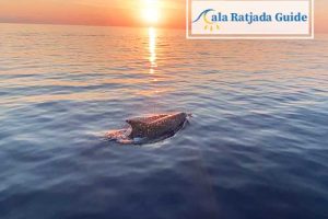 Adventure Delfin Tour